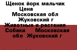 Щенок йорк мальчик › Цена ­ 10 000 - Московская обл., Жуковский г. Животные и растения » Собаки   . Московская обл.,Жуковский г.